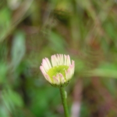 Erigeron karvinskianus at Kambah, ACT - 23 Oct 2022