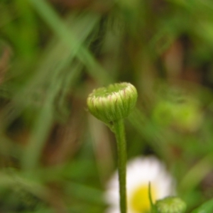 Erigeron karvinskianus at Kambah, ACT - 23 Oct 2022