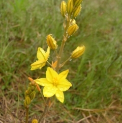 Bulbine bulbosa (Golden Lily) at Kambah, ACT - 23 Oct 2022 by MatthewFrawley