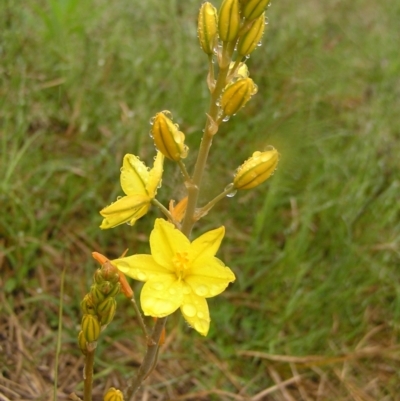 Bulbine bulbosa (Golden Lily, Bulbine Lily) at Kambah, ACT - 23 Oct 2022 by MatthewFrawley