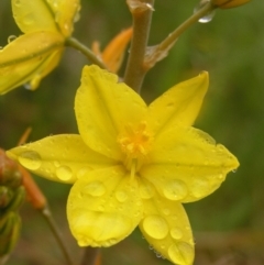 Bulbine bulbosa at Kambah, ACT - 23 Oct 2022