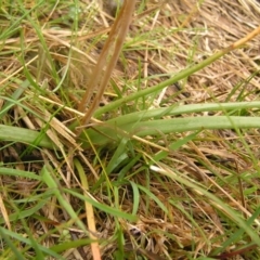 Bulbine bulbosa at Kambah, ACT - 23 Oct 2022