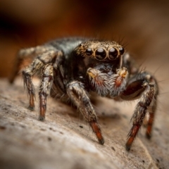 Unverified Spider at Hackett, ACT - 23 Oct 2022 by Boagshoags