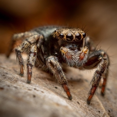 Unidentified Jumping & peacock spider (Salticidae) at Hackett, ACT - 23 Oct 2022 by Boagshoags