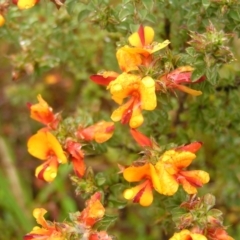 Pultenaea procumbens (Bush Pea) at Kambah, ACT - 23 Oct 2022 by MatthewFrawley