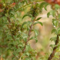 Pultenaea procumbens at Kambah, ACT - 23 Oct 2022