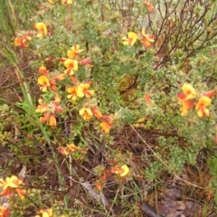 Pultenaea procumbens at Kambah, ACT - 23 Oct 2022