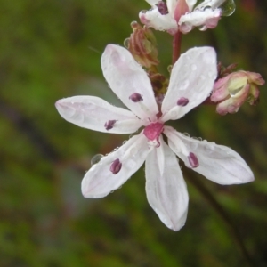 Burchardia umbellata at Kambah, ACT - 23 Oct 2022