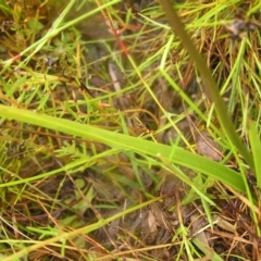 Burchardia umbellata at Kambah, ACT - 23 Oct 2022 11:05 AM