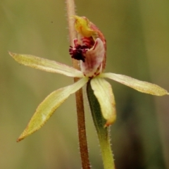 Caladenia transitoria (Green Caps) at Bowral, NSW - 23 Oct 2022 by Snowflake