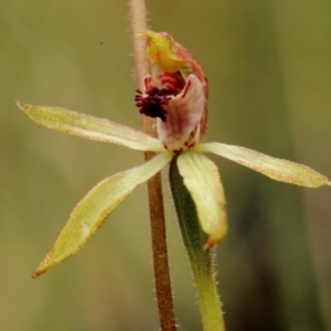 Caladenia transitoria at Bowral, NSW - 23 Oct 2022