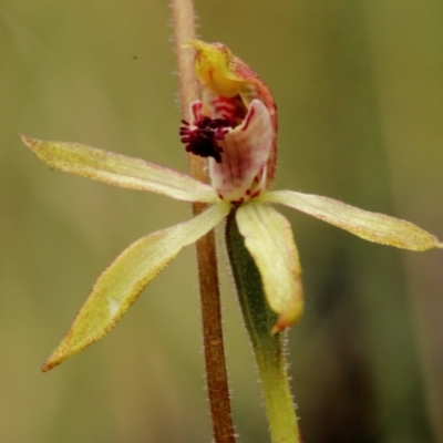 Caladenia transitoria at Wingecarribee Local Government Area - 23 Oct 2022 by Snowflake