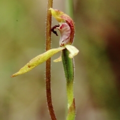 Caladenia transitoria at Bowral, NSW - 23 Oct 2022