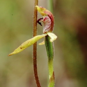 Caladenia transitoria at Bowral, NSW - suppressed