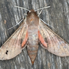 Hippotion scrofa (Coprosma Hawk Moth) at Ainslie, ACT - 19 Oct 2022 by jb2602