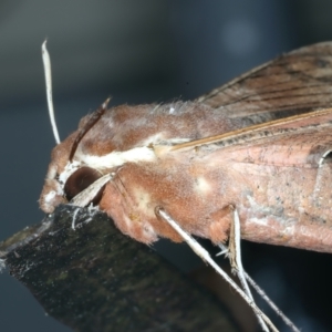 Hippotion scrofa at Ainslie, ACT - 19 Oct 2022