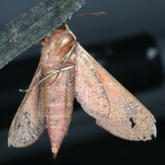 Hippotion scrofa at Ainslie, ACT - 19 Oct 2022