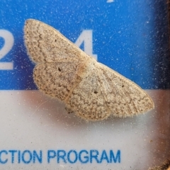 Scopula optivata (Varied Wave) at Bibbenluke, NSW - 23 Oct 2022 by trevorpreston