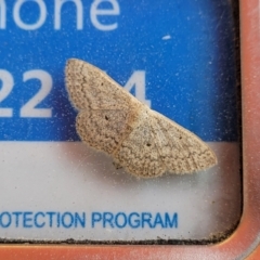 Scopula optivata at Bibbenluke, NSW - 23 Oct 2022 01:59 PM