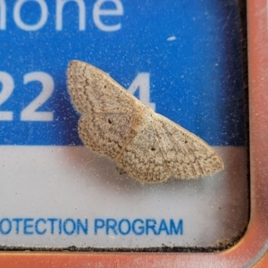 Scopula optivata at Bibbenluke, NSW - 23 Oct 2022 01:59 PM