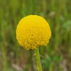 Craspedia variabilis (Common Billy Buttons) at Bibbenluke, NSW - 23 Oct 2022 by trevorpreston