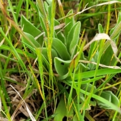 Craspedia variabilis at Bibbenluke, NSW - 23 Oct 2022