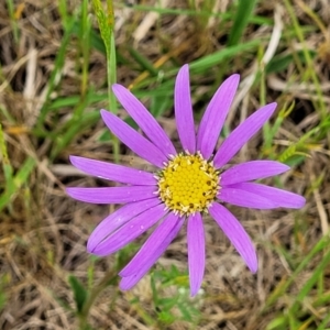 Calotis scabiosifolia var. integrifolia at Bibbenluke, NSW - 23 Oct 2022