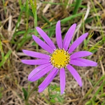 Calotis scabiosifolia var. integrifolia (Rough Burr-daisy) at Bibbenluke Common - 23 Oct 2022 by trevorpreston