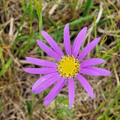 Calotis scabiosifolia var. integrifolia (Rough Burr-daisy) at Bibbenluke Cemetery - 23 Oct 2022 by trevorpreston