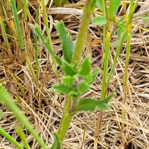 Calotis scabiosifolia var. integrifolia at Bibbenluke, NSW - 23 Oct 2022