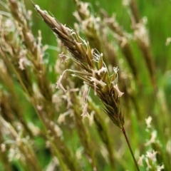 Anthoxanthum odoratum (Sweet Vernal Grass) at Bibbenluke Common - 23 Oct 2022 by trevorpreston