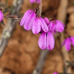 Tetratheca bauerifolia at Bendoc, VIC - 23 Oct 2022 by trevorpreston