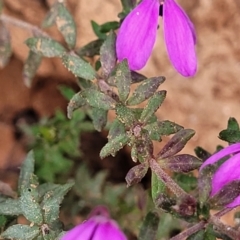 Tetratheca bauerifolia at Bendoc, VIC - 23 Oct 2022