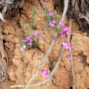 Tetratheca bauerifolia at Bendoc, VIC - 23 Oct 2022