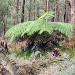 Dicksonia antarctica (Soft Treefern) at Bendoc, VIC - 23 Oct 2022 by trevorpreston