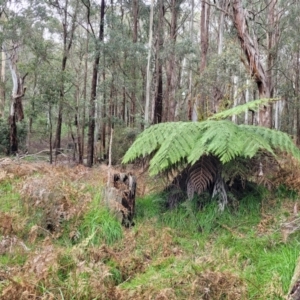 Dicksonia antarctica at Bendoc, VIC - suppressed