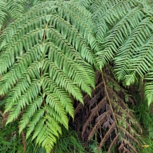 Dicksonia antarctica at Bendoc, VIC - suppressed