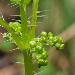 Urtica incisa at Bendoc, VIC - 23 Oct 2022