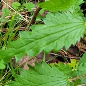 Urtica incisa at Bendoc, VIC - 23 Oct 2022