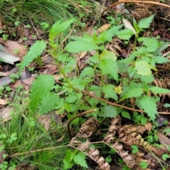 Urtica incisa at Bendoc, VIC - 23 Oct 2022