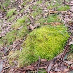 Unverified Moss, Liverwort or Hornwort at Bendoc, VIC - 23 Oct 2022 by trevorpreston