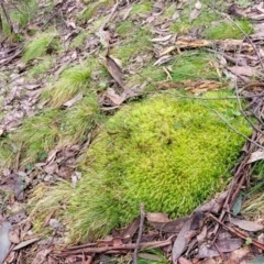 Unidentified Moss, Liverwort or Hornwort at Bendoc, VIC - 23 Oct 2022 by trevorpreston