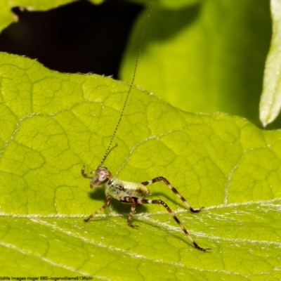 Caedicia simplex (Common Garden Katydid) at Macgregor, ACT - 23 Oct 2022 by Roger