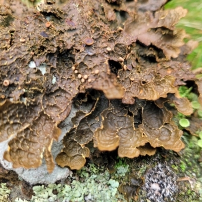 Unidentified Lichen at Bendoc, VIC - 23 Oct 2022 by trevorpreston