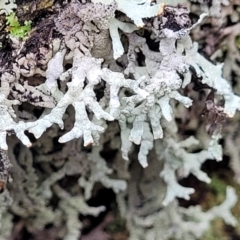 Unidentified Lichen at Bendoc, VIC - 23 Oct 2022 by trevorpreston