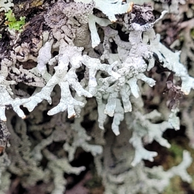 Unverified Lichen at Bendoc, VIC - 23 Oct 2022 by trevorpreston