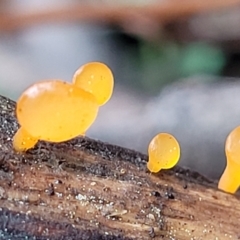 Heterotextus sp. at Bendoc, VIC - 23 Oct 2022 11:30 AM