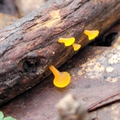 Heterotextus sp. at Bendoc, VIC - 23 Oct 2022 11:30 AM