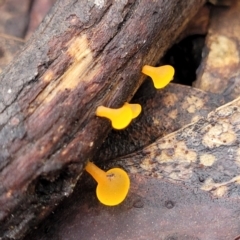 Heterotextus sp. at Bendoc, VIC - 23 Oct 2022 11:30 AM