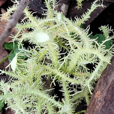 Unidentified Lichen at Bendoc, VIC - 23 Oct 2022 by trevorpreston